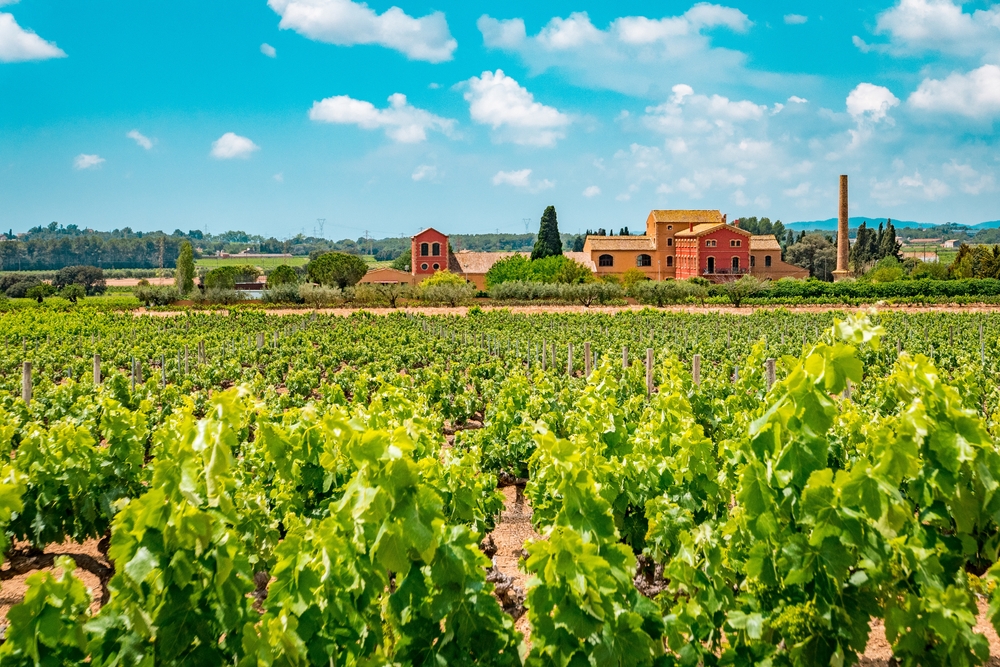 Vigneti a Puigmoltó, in Catalunia