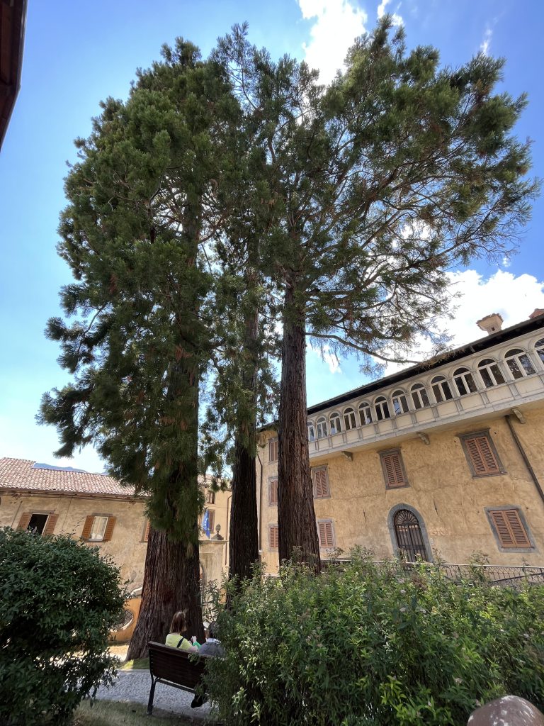 Le sequoie secolari a fianco del Palazzo Marinoni Barca, Clusone