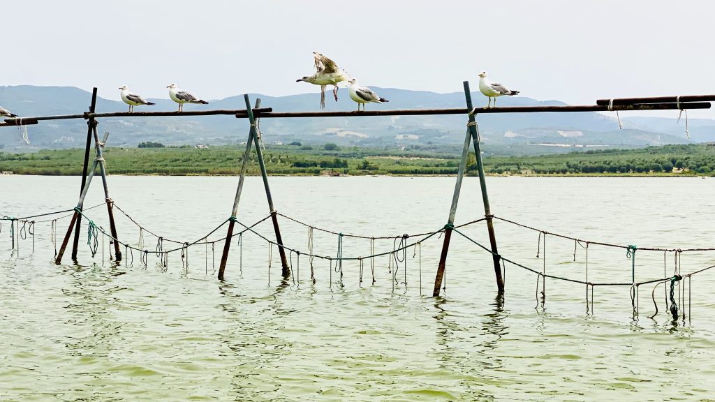 Allevamenti di ostriche nel lago di Varano