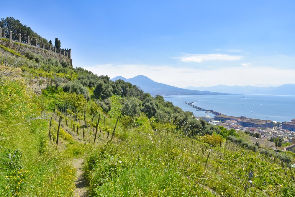 La vigna di San Martino sul Golfo di Napoli