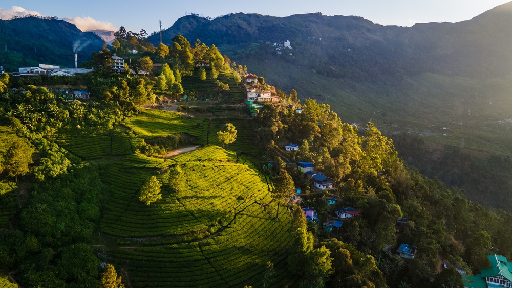 India, Kerala, giardini del Tè di Munnar