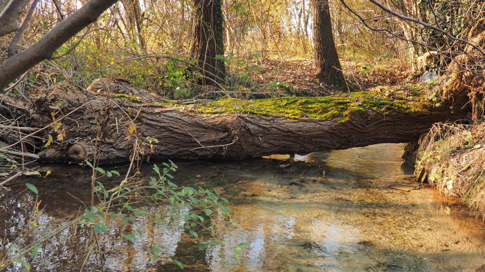 Il bosco di Due ville e la sorgente del fiume Bacchiglione, Veneto - foto AIGAE