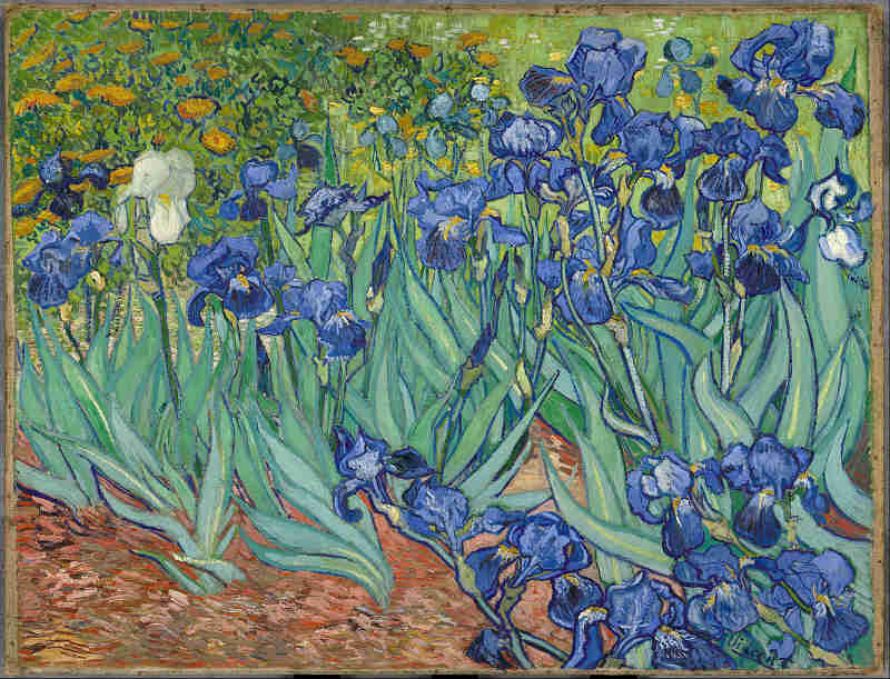 Vincent Van Gogh, Iris