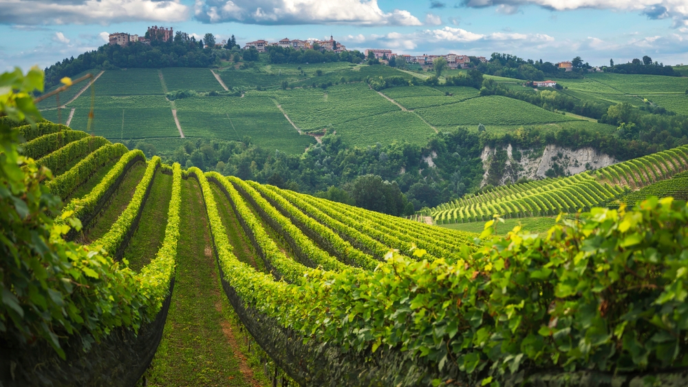 I vigneti delle Langhe e sullo sfondo il profilo di Barolo