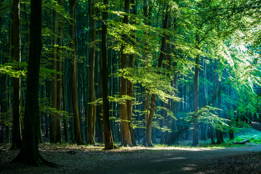 Jasmund National Park - foto Shutterstock
