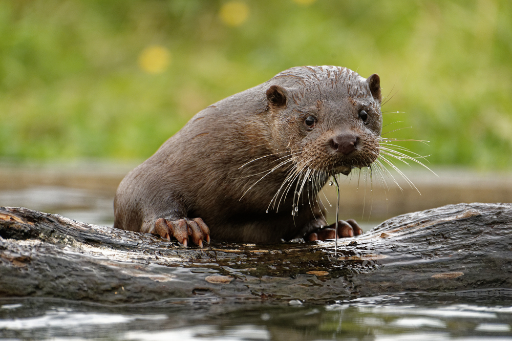 Lontra europea - foto Shutterstock