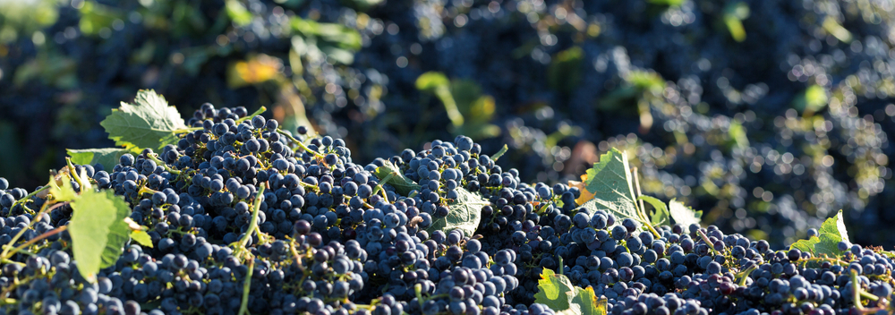 graspi d'uva dopo il raccolto
