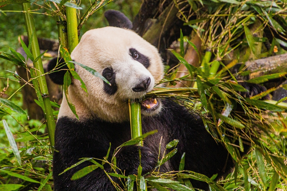 La "Casa dei Panda" nei dintorni di Chengdu - foto Shutterstock