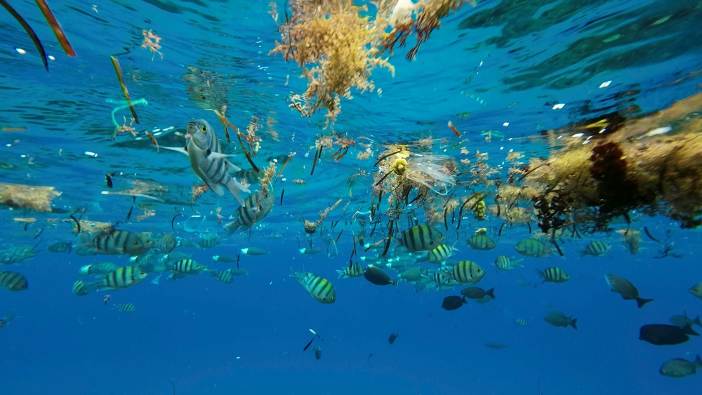 Plastica e microplastica in un fondale marino