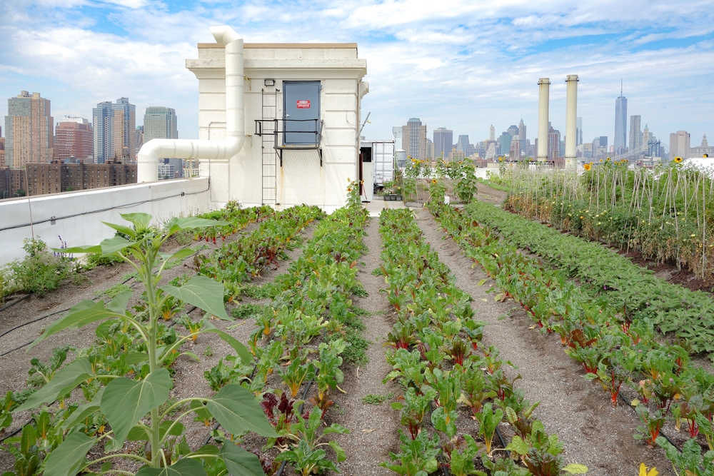 Brooklyn, rooftop garden con vista su Manhattan