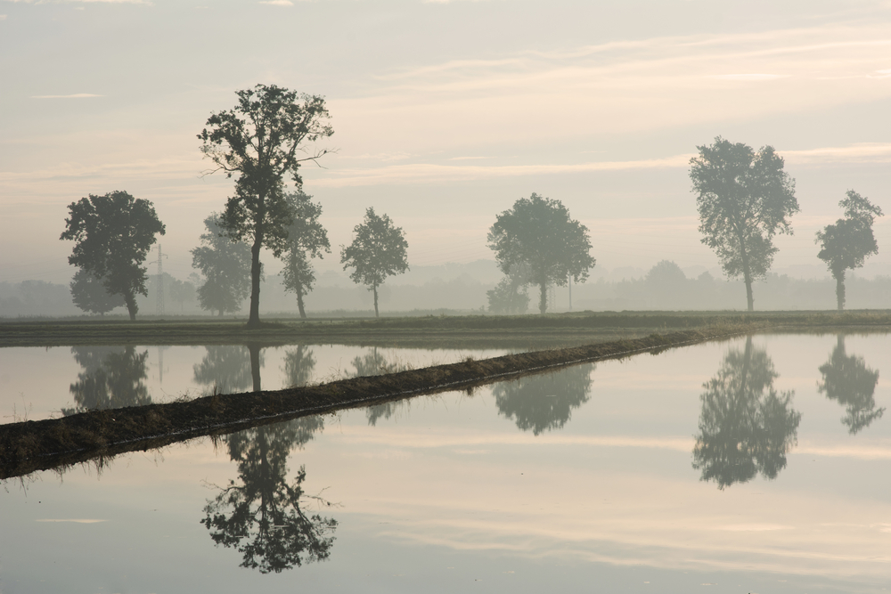 Risaia in Lombardia 