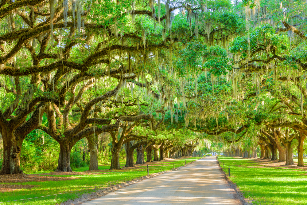 Middleton Place, vicino Charleston, SC –  foto Shutterstock