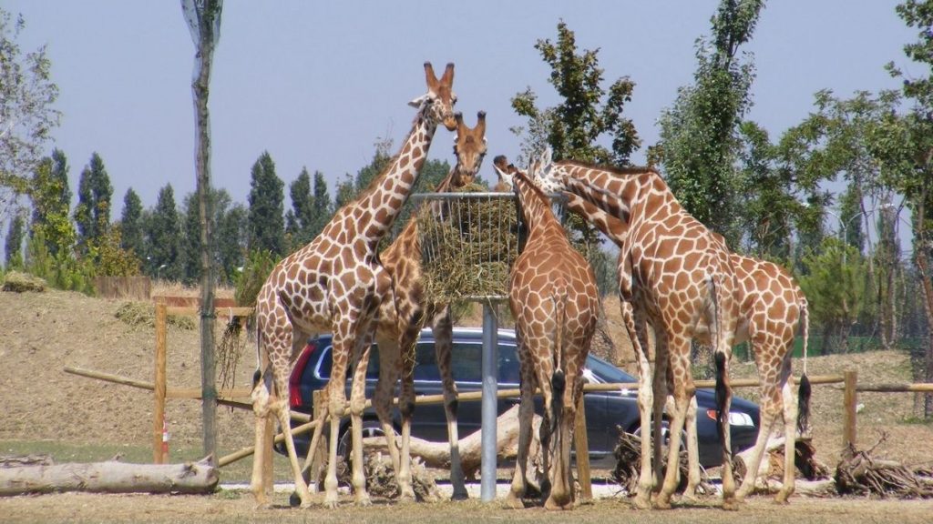zoo safari piu belli d'italia